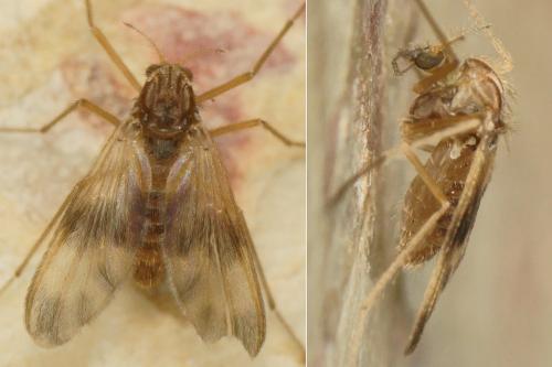 Zavrelimyia barbatipes
